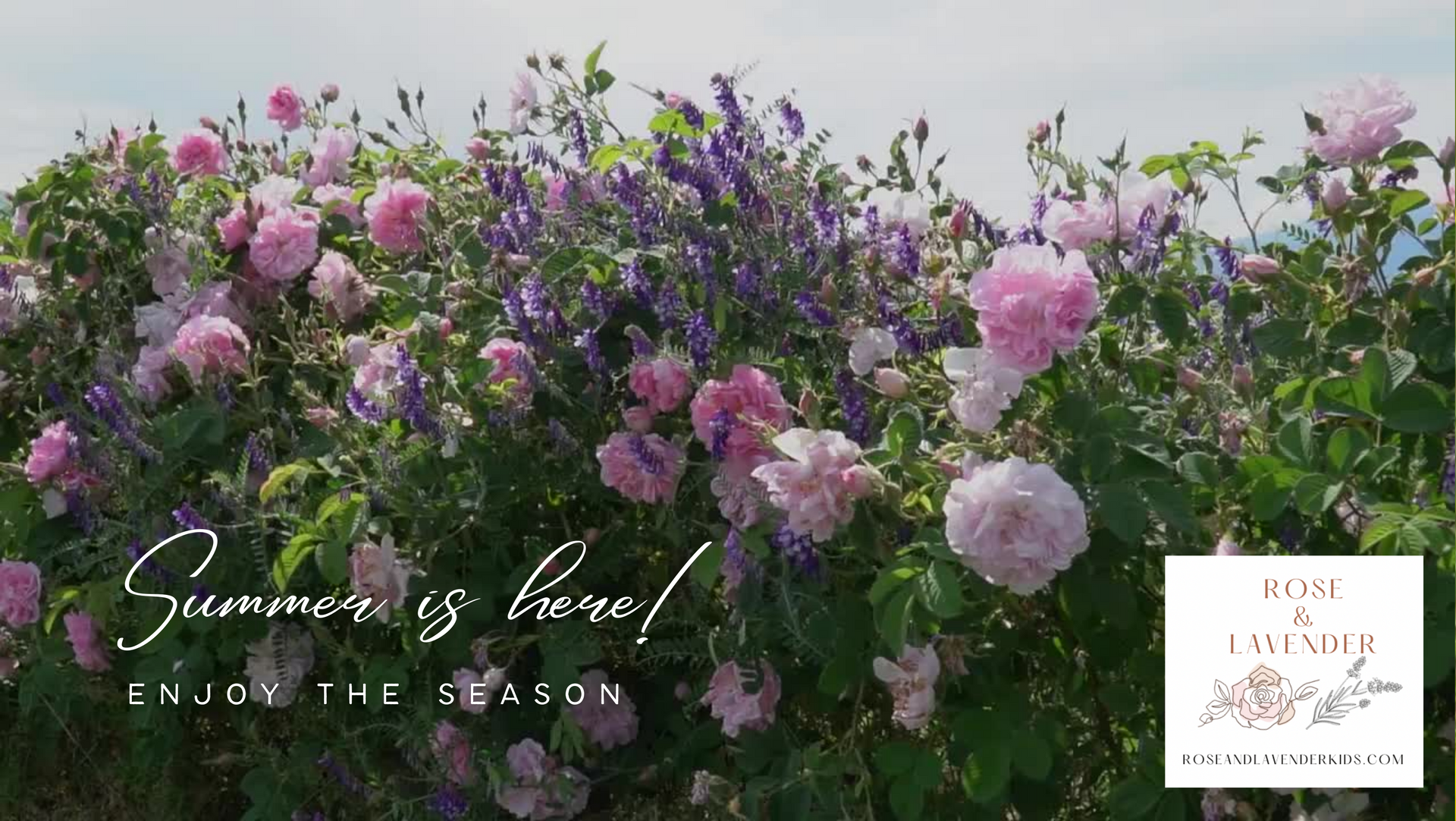 Load video: Rose and Lavender flowers growing.